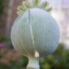 Psychoactive Herbs | Papaver Somniferum  1 kg Seeds
