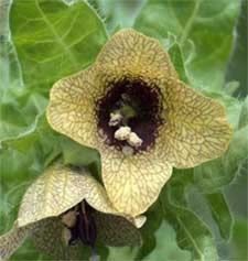 Psychoactive Herbs | Hyoscyamus Niger seeds 1 g  1550 seeds