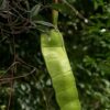 Psychoactive Herbs | Entada Rheedii  1 kg Seeds