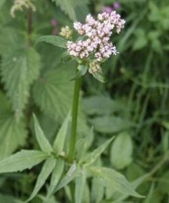 Psychoactive Herbs | Valeriana officinalis 1 g 1600 seeds valerian