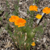 Psychoactive Herbs | Escholzia Californica  1 g  800 seeds