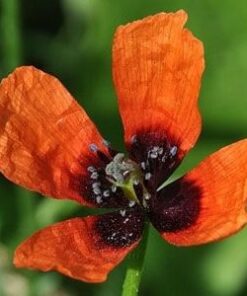 Psychoactive Herbs | Argemone Mexicana - 10 g | 8300 seeds