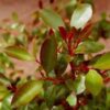 Psychoactive Herbs | Catha edulis, Khat 100 seeds