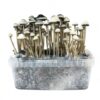 Psicobazar | Copelandia cyanscens Florida - Hawaiian Mushroom Grow Kit