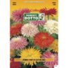 Gold Collection - ZINNIA a Fior di Cactus in mix - h cm 75