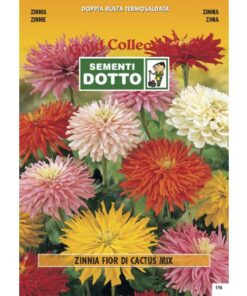 Gold Collection - ZINNIA a Fior di Cactus in mix - h cm 75