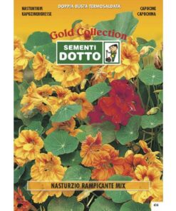 Gold Collection - TAGETE Nana Marietta - h cm 25