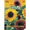 Gold Collection - Semi di GIRASOLE Nano Semplice - h cm 60