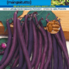 Fagiolo nano Purple Queen (mangiatutto)
