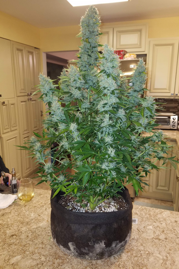 Fast Buds | Gorilla Auto - immagine 4
