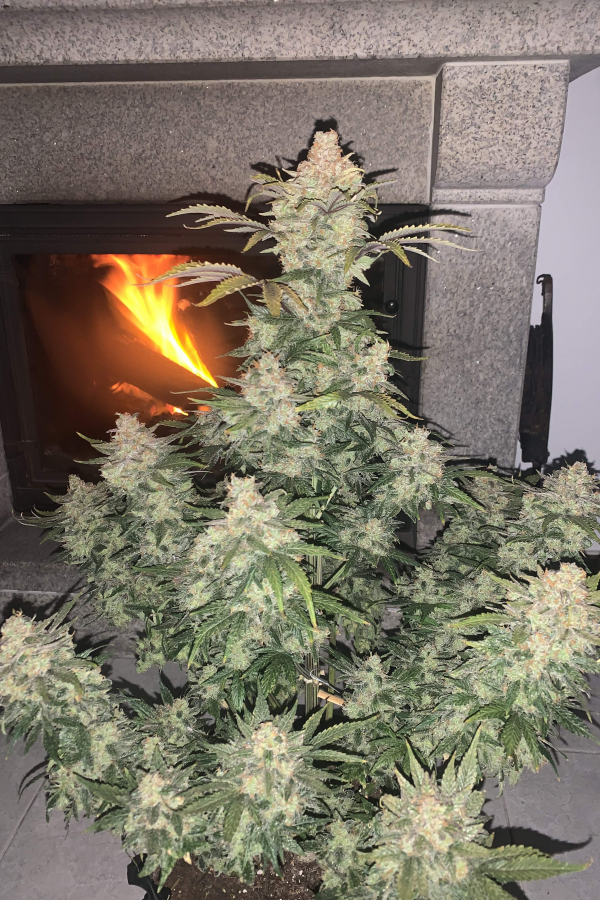 Fast Buds | Gorilla Auto - immagine 5