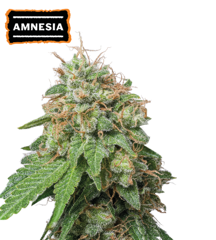 Seed Stockers | Amnesia Auto