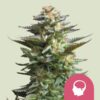Royal Queen Seeds | Amnesia Haze