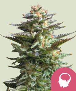 Royal Queen Seeds | Amnesia Haze