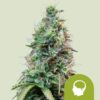Royal Queen Seeds | Amnesia Haze Auto