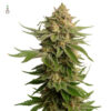 AK-OG Kush