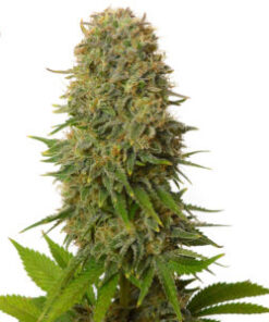 Amnesia Haze