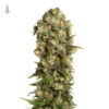 Amsterdam Genetics | White Choco Haze
