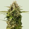 Royal Queen Seeds | Apollo F1