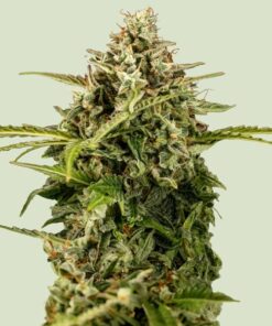 Royal Queen Seeds | Apollo F1