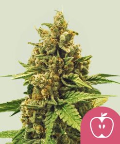 Royal Queen Seeds | Apple Fritter