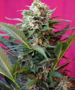Sweet Seeds | Big Devil XL Auto®