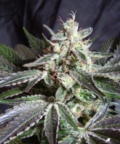 Sweet Seeds | Black Jack®