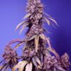 Sweet Seeds | Black Muffin F1 Fast Version®