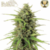 Seed Stockers | Black Rainbow auto