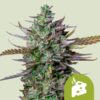 Royal Queen Seeds | Blue Cheese Auto