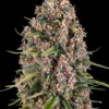 Blue Cheese Strain