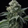Bruce Banner Strain
