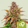 Royal Queen Seeds | Bubble Kush Auto