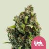 Royal Queen Seeds | Candy Kush Express (Fast Flowering)