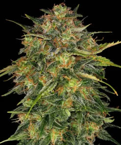 Cheese Strain 1 Seme