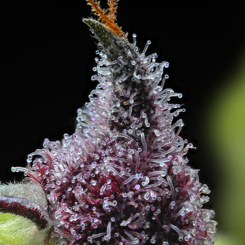 Cherry Poppers Strain - immagine 4