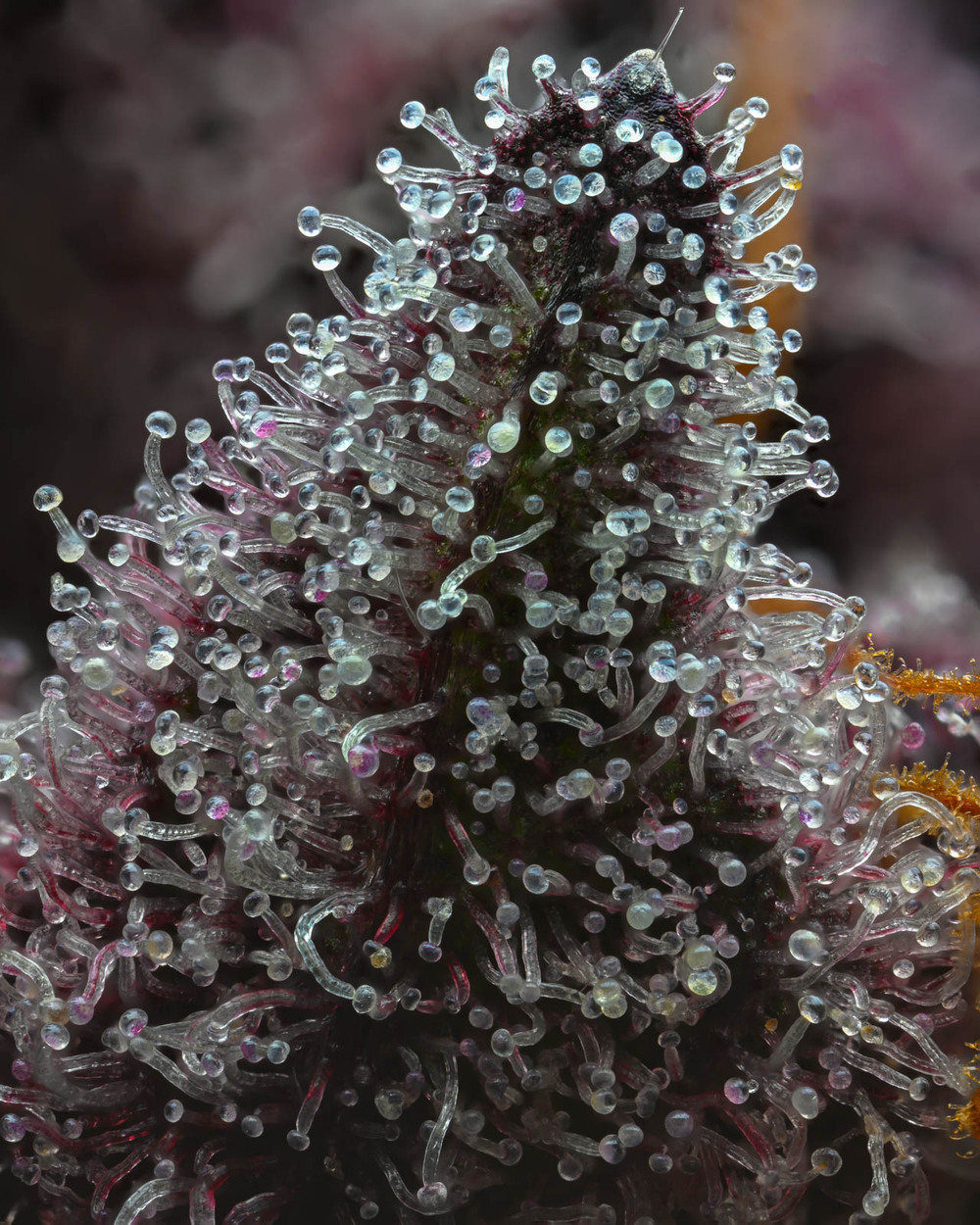 Cherry Poppers Strain - immagine 6