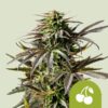 Royal Queen Seeds | Cherry Pie Auto