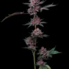 Cherry Poppers Strain