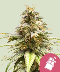 Royal Queen Seeds | Chocolate Haze