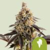 Royal Queen Seeds | Cookies Gelato Auto