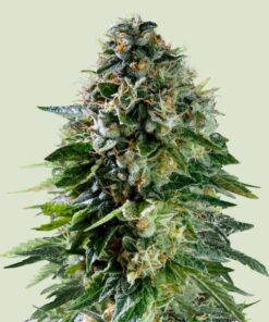 Royal Queen Seeds | Corkscrew Auto