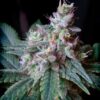 Sweet Seeds | Cream Caramel®