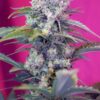 Sweet Seeds | Cream Mandarine Auto®