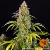 Barney's Farm | Critical Kush Auto Strain
