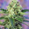 Sweet Seeds | Crystal Candy®