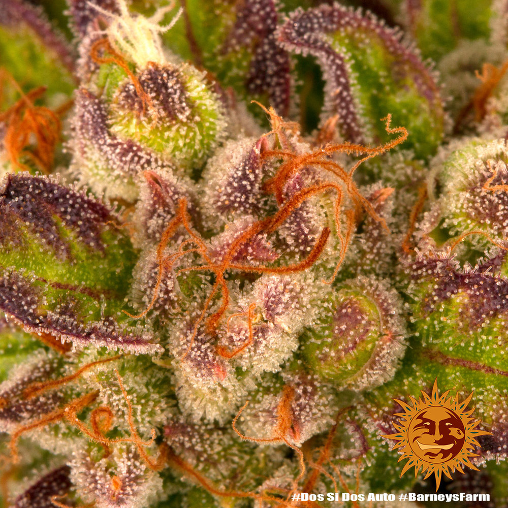 Barney's Farm | Dos Si Dos Auto Strain - immagine 4