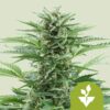 Royal Queen Seeds | Easy Bud