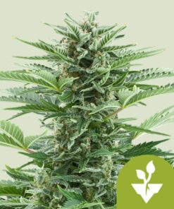 Royal Queen Seeds | Easy Bud