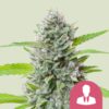 Royal Queen Seeds | El Patron